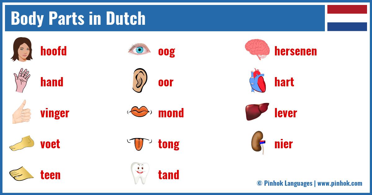 Body Parts in Dutch