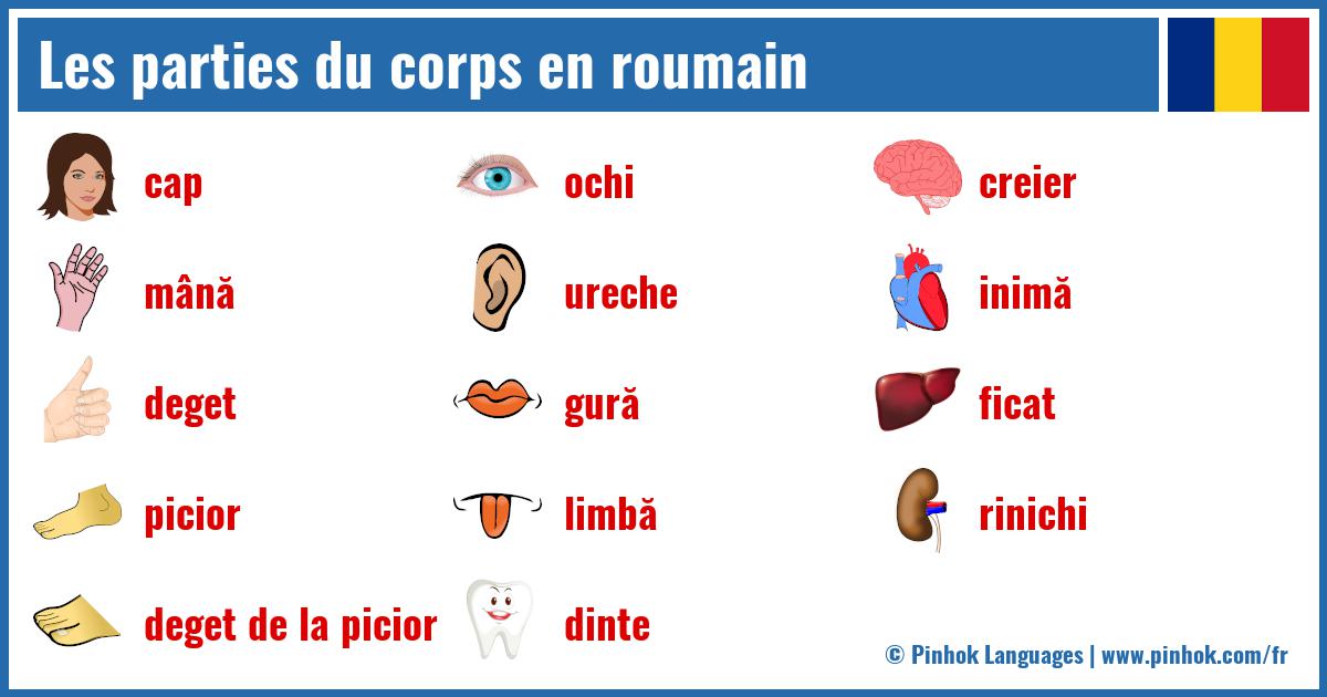 Les parties du corps en roumain