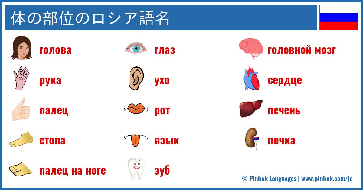 体の部位のロシア語名