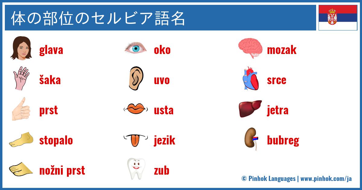 体の部位のセルビア語名