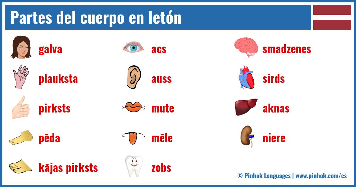 Partes del cuerpo en letón